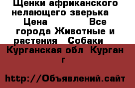 Щенки африканского нелающего зверька  › Цена ­ 35 000 - Все города Животные и растения » Собаки   . Курганская обл.,Курган г.